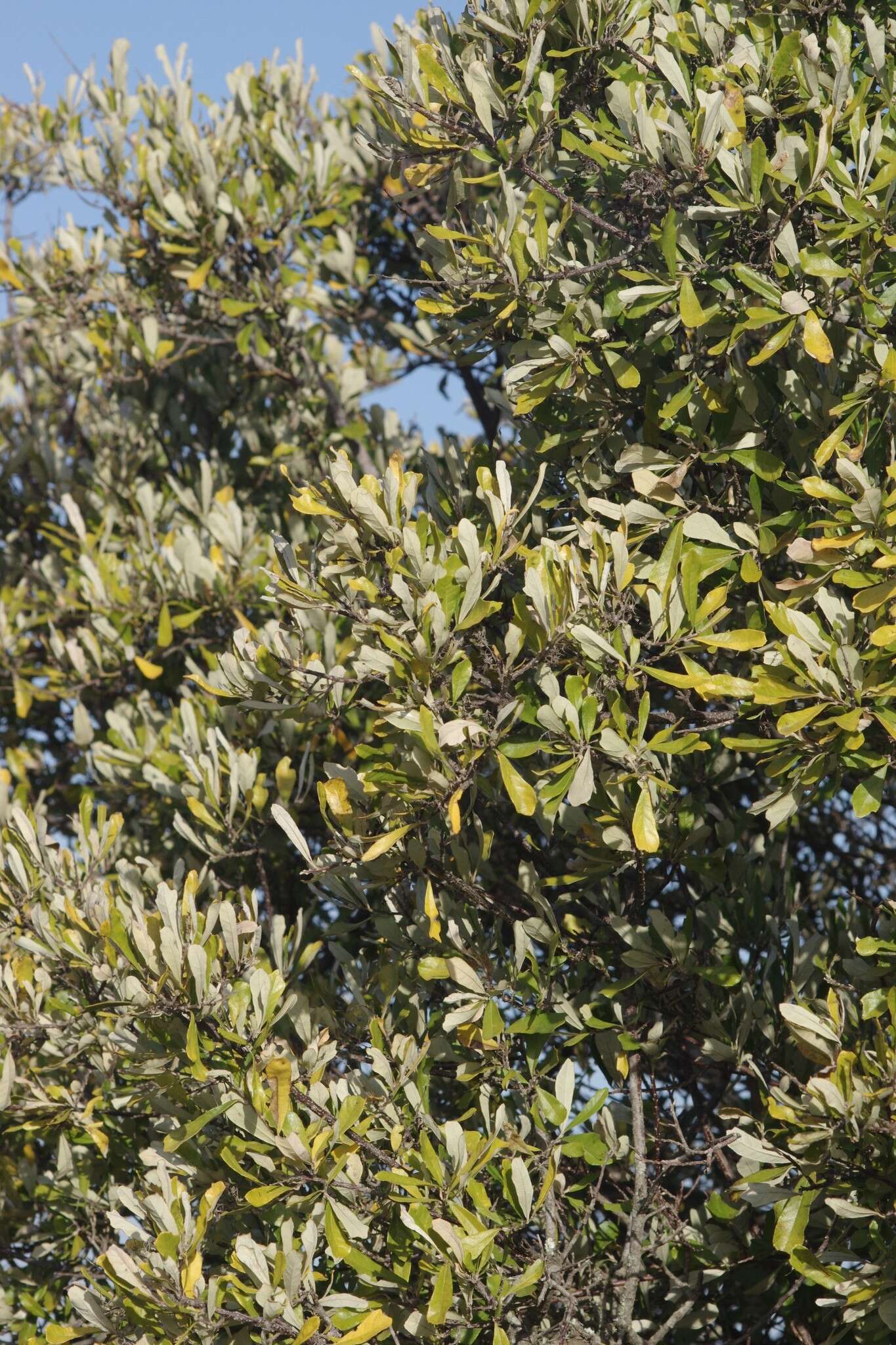 Image of Brachylaena elliptica (Thunb.) Less.