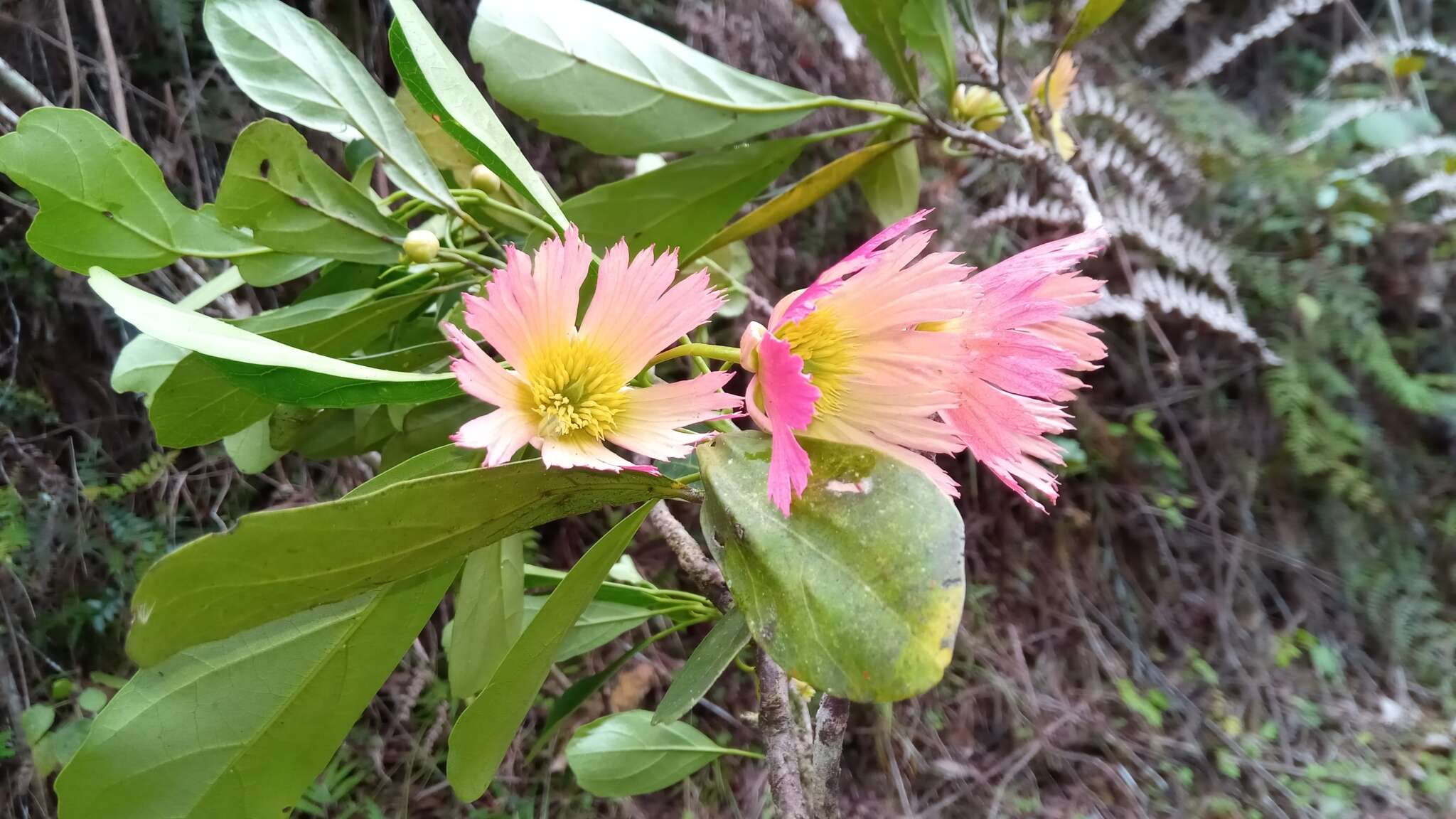 Image of Sloanea rhodantha (Bak.) Capuron