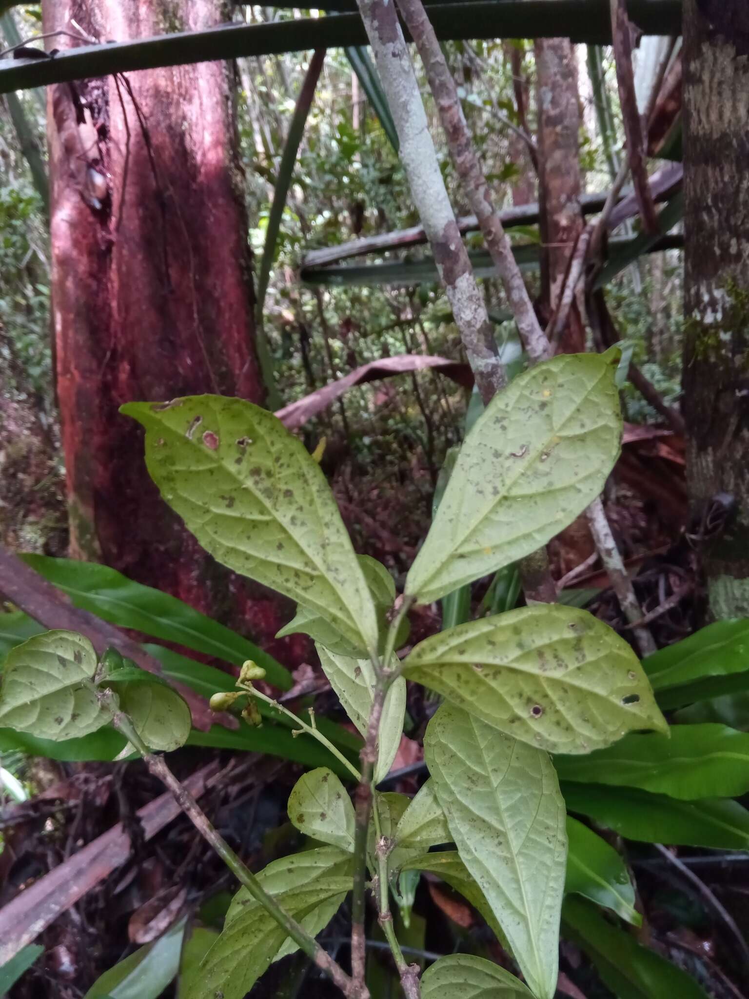 Image of Rinorea bullata H. Perrier