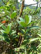 Image of Miconia amplinodis G. Umaña Dodero & F. Almeda