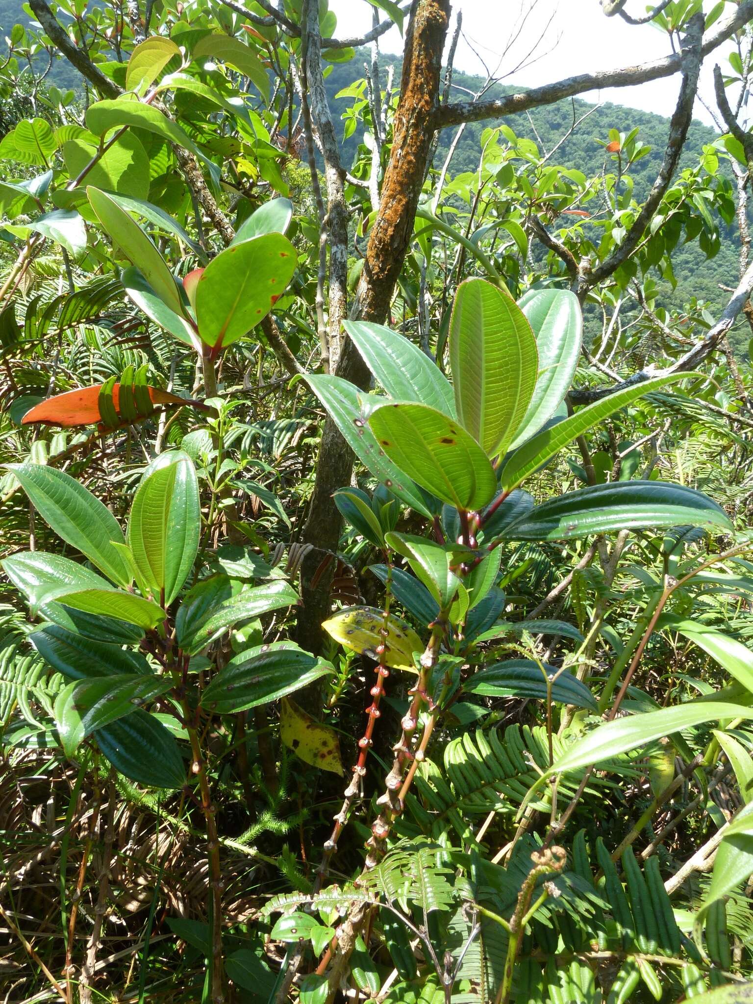 Image of Miconia amplinodis G. Umaña Dodero & F. Almeda