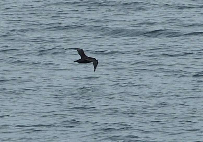 Image of Sooty Shearwater