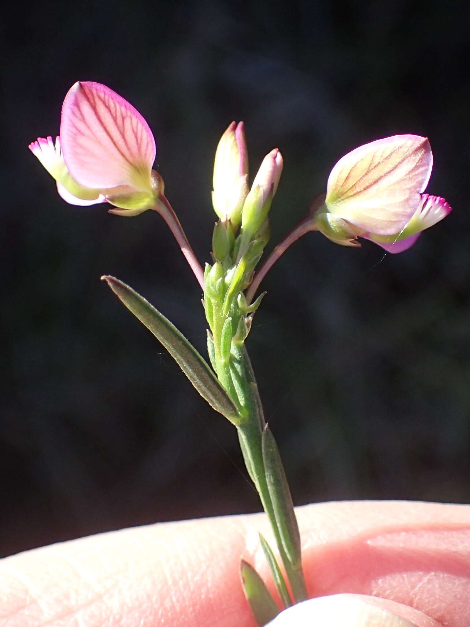 Image of Polygala triquetra Presl