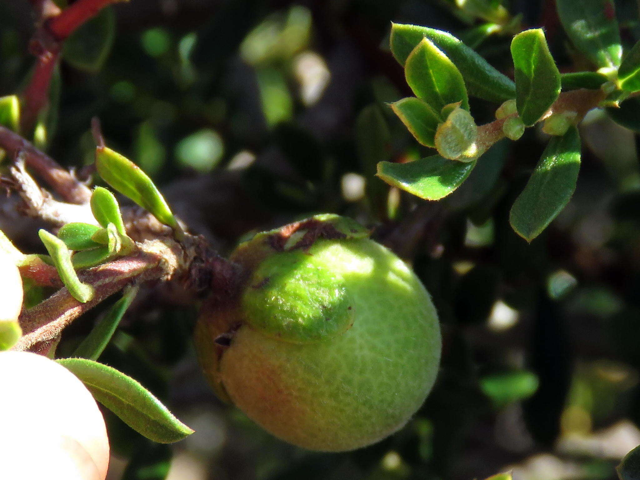 Sivun Diospyros pubescens var. microphylla (Burch.) kuva