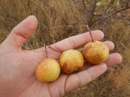 Plancia ëd Pyrus bourgaeana Decne