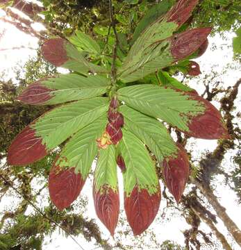 Image of Columnea medicinalis (Wiehler) L. E. Skog & L. P. Kvist