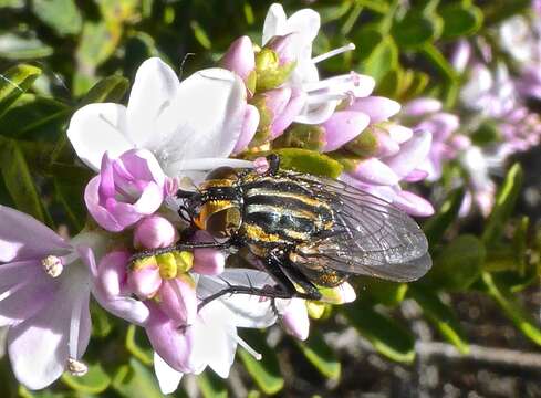 Image of Oxysarcodexia varia (Walker 1836)