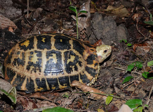 Plancia ëd Indotestudo