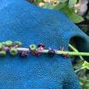Image of Mexican pokeweed