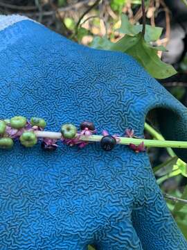 Image of Mexican pokeweed