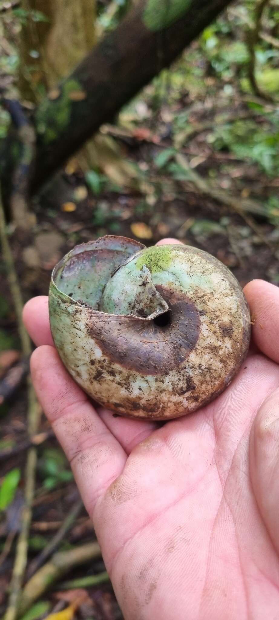 Imagem de Bertia cambojiensis (Reeve 1860)