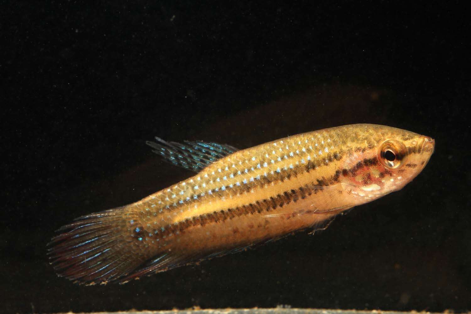 Betta siamorientalis Kowasupat, Panijpan, Ruenwongsa & Jeenthong 2012的圖片