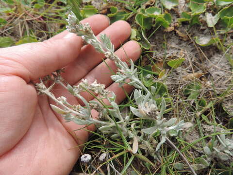 Image of Vellereophyton dealbatum (Thunb.) Hilliard & Burtt