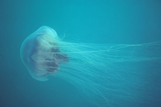 Image of Lion's Mane Jellyfish