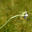 Image of swordleaf blue-eyed grass