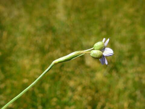 Image of swordleaf blue-eyed grass