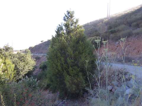 Plancia ëd Cupressus guadalupensis S. Watson