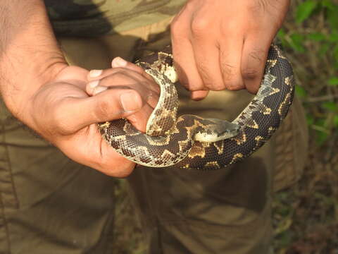 Image of Common Sand Boa