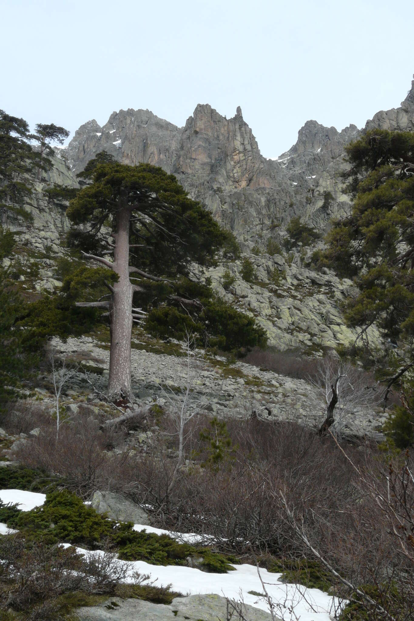 Imagem de Pinus nigra subsp. laricio (Poir.) Maire