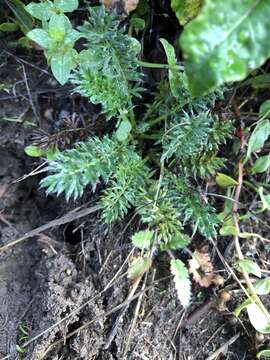 Image of Argentinian biddy-biddy