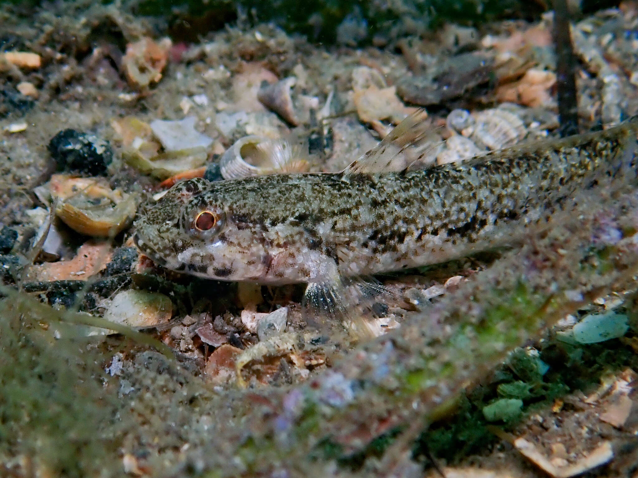Image of Couch's Goby