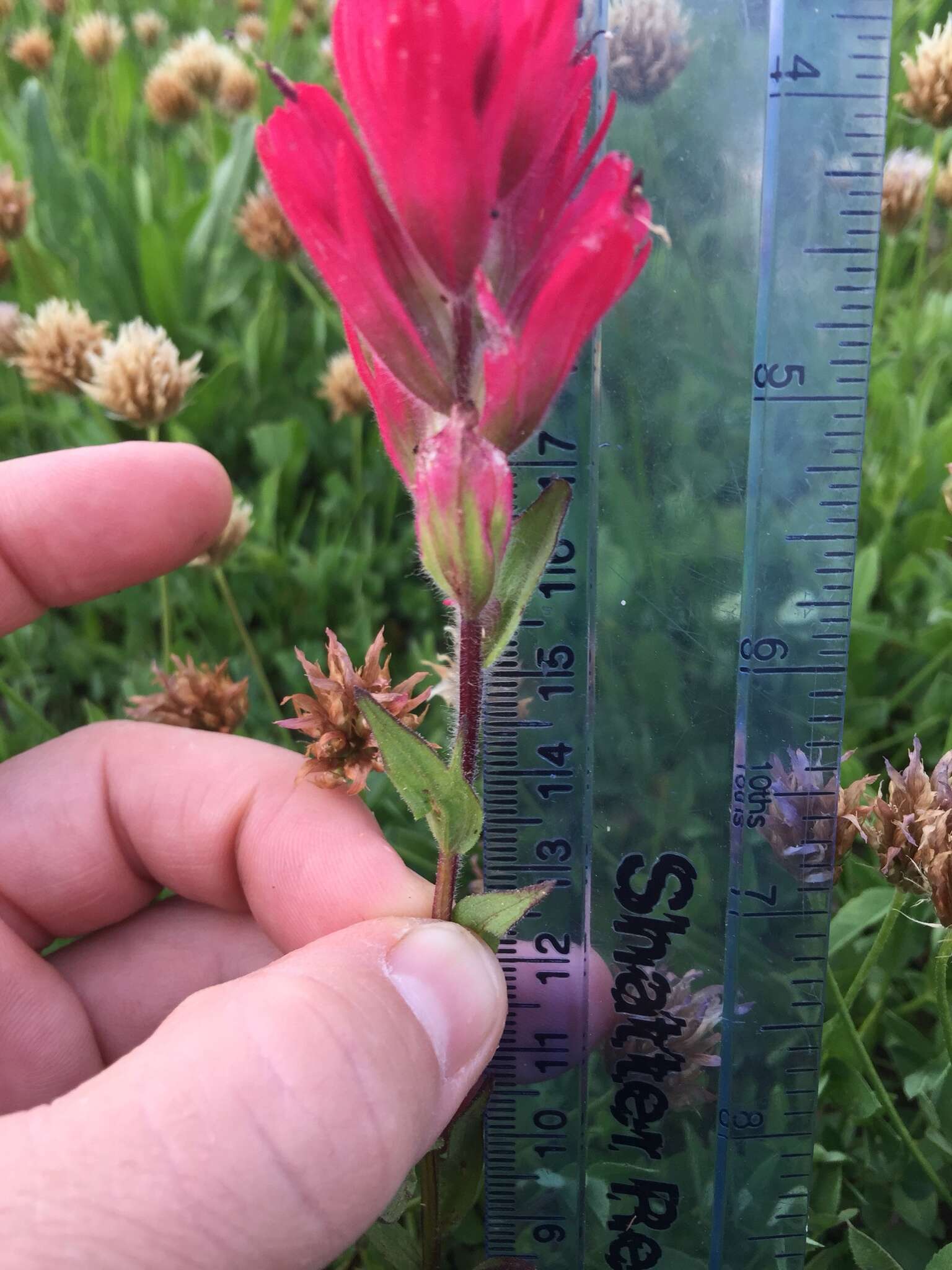 Image of Henry Indian paintbrush