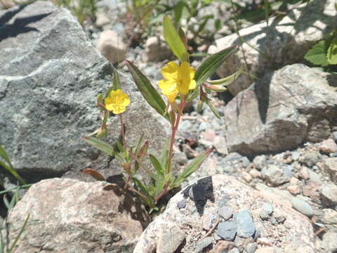 Слика од Oenothera perennis L.