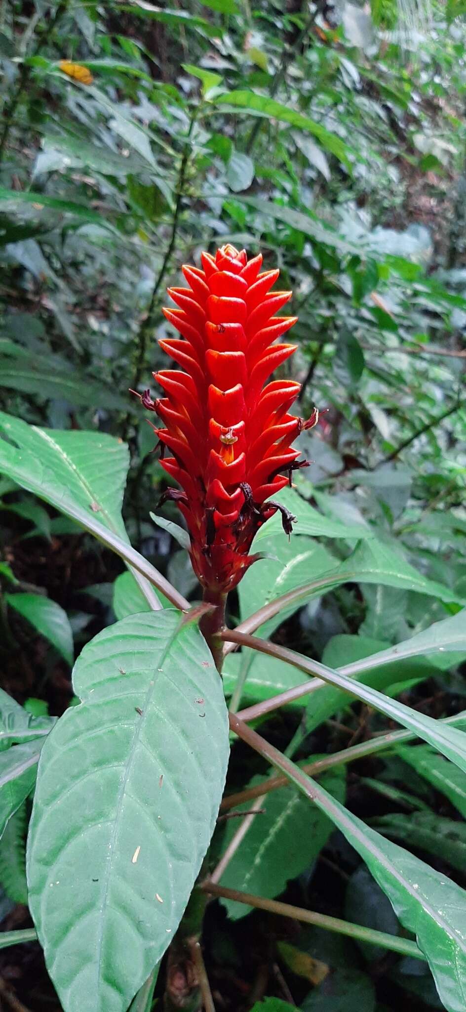 Image de Aphelandra liboniana Linden