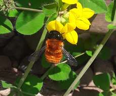 Image of Megachile semirufa Sichel 1867