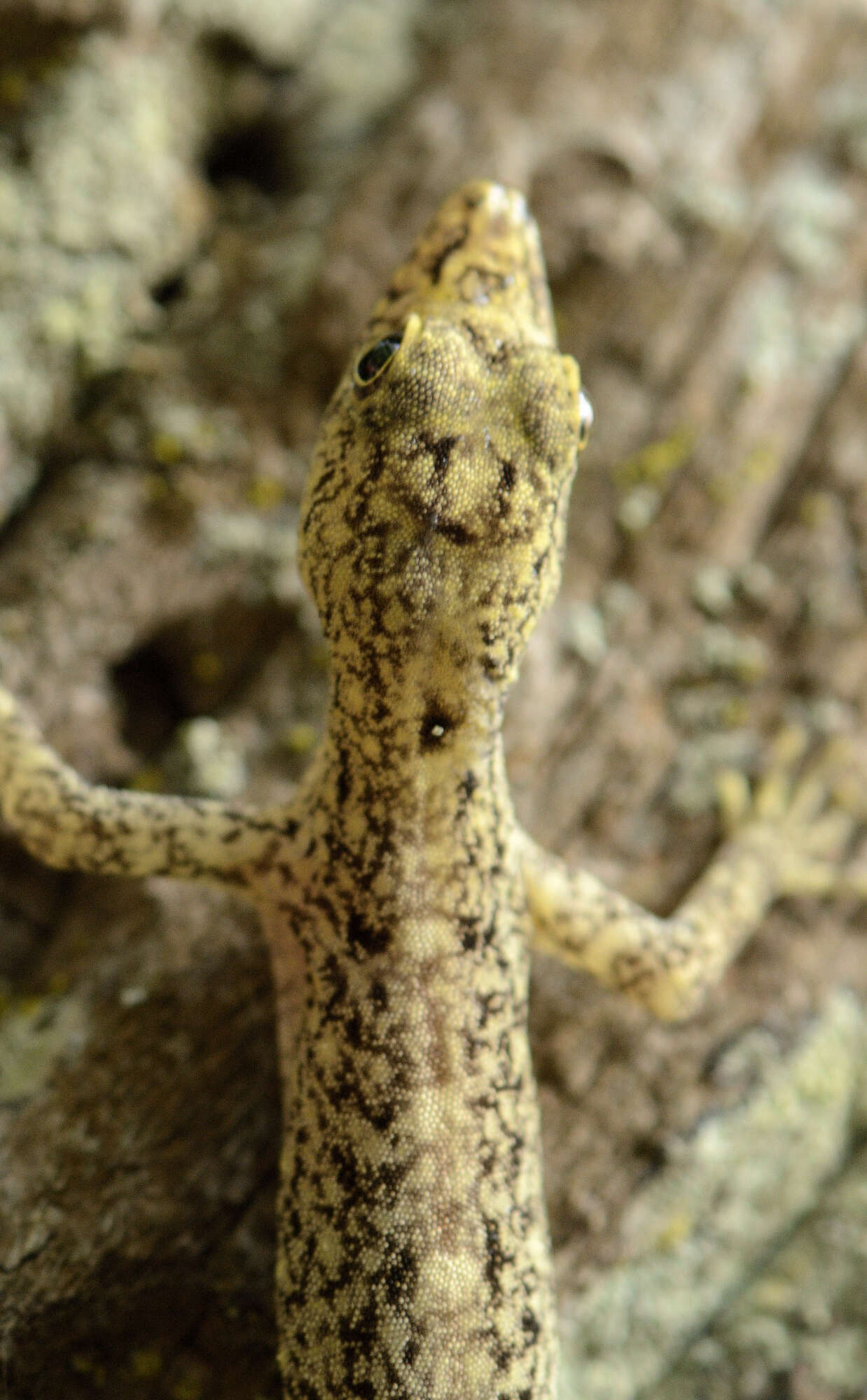 Слика од Cnemaspis littoralis (Jerdon 1854)