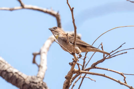 Image of Bush Petronia