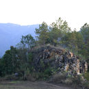 Image of Khasi pine