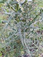 Слика од Cirsium ciliatum (Murray) Moench