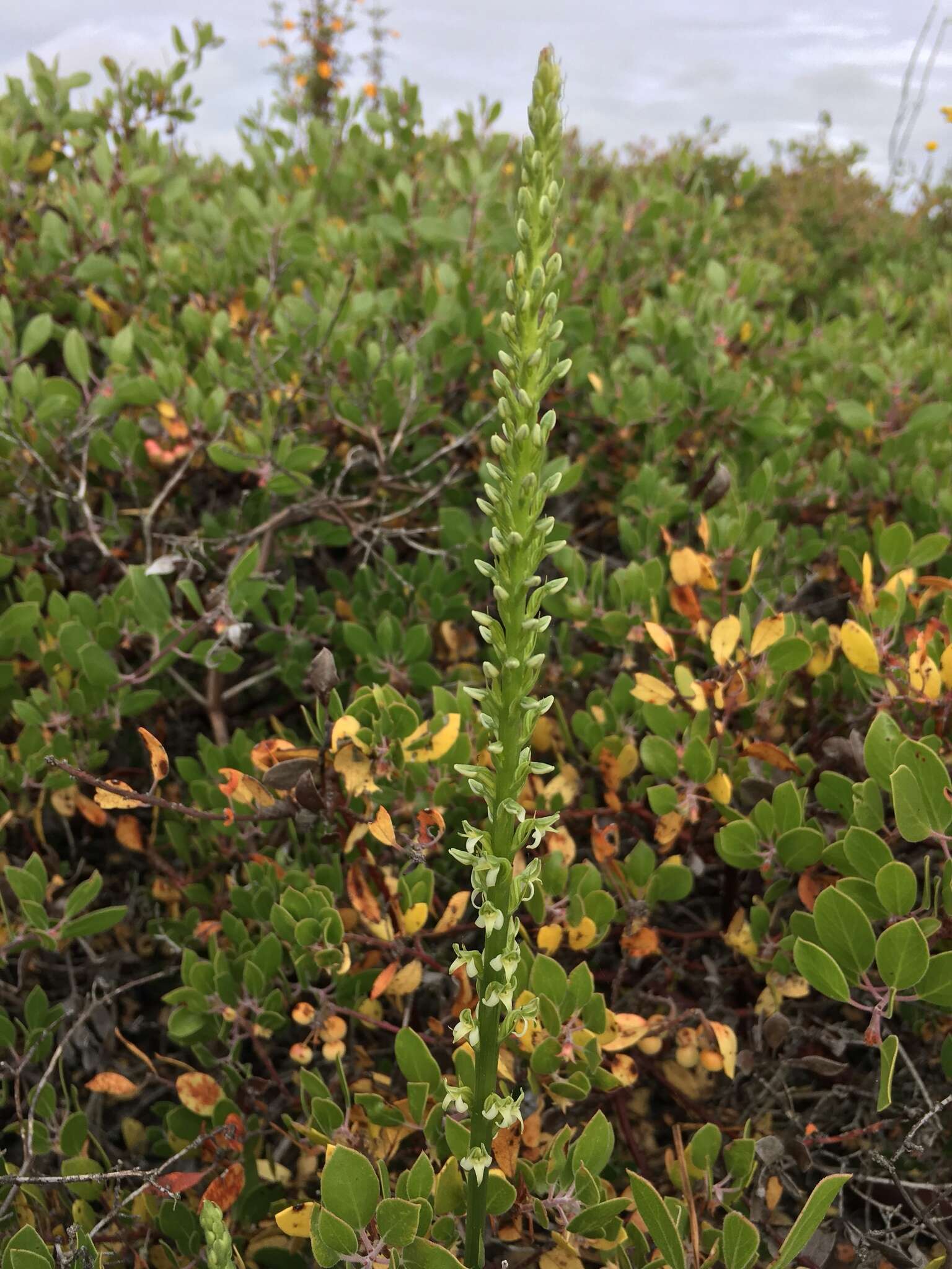 Platanthera yadonii (Rand. Morgan & Ackerman) R. M. Bateman resmi