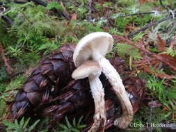 Image of Pholiota decorata (Murrill) A. H. Sm. & Hesler 1968