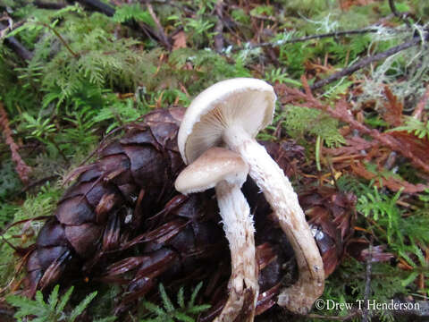 Image of Pholiota decorata (Murrill) A. H. Sm. & Hesler 1968