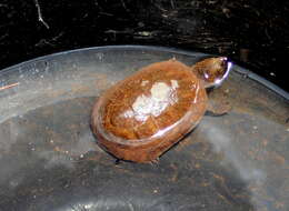 Image of Rough-footed Mud Turtle