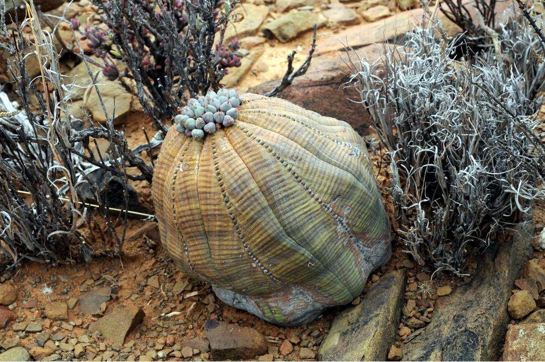 صورة Euphorbia obesa Hook. fil.