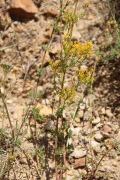 Image of Hypericum scabrum L.