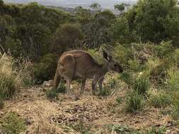 Macropus fuliginosus melanops Gould 1842 resmi