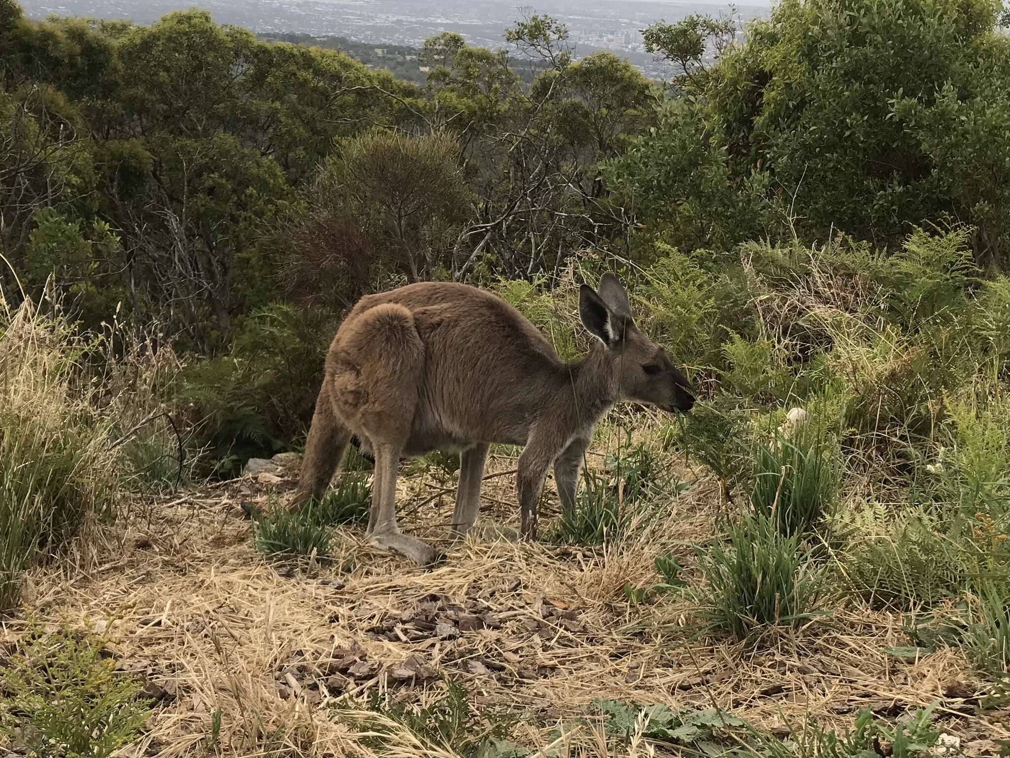 Macropus fuliginosus melanops Gould 1842 resmi