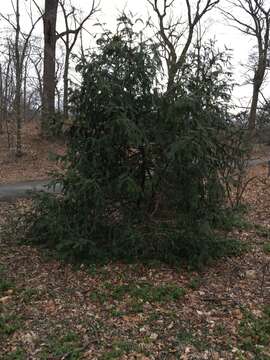 Sivun <i>Cephalotaxus harringtonia</i> kuva