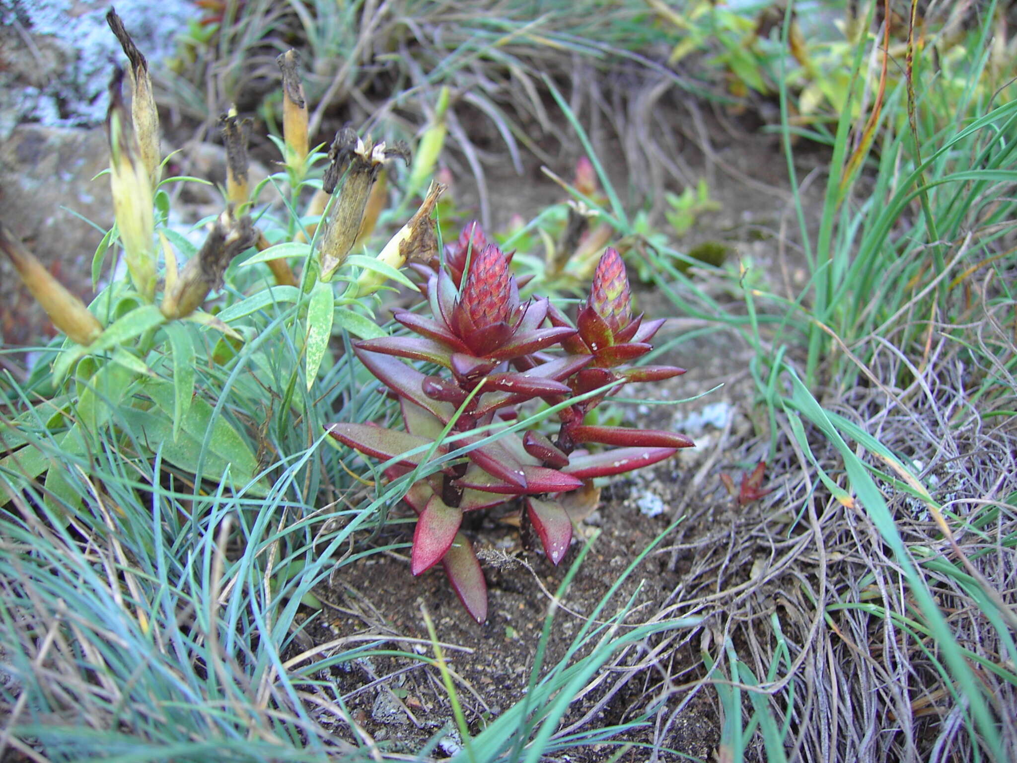 Image of Orostachys maximowiczii V. V. Byalt