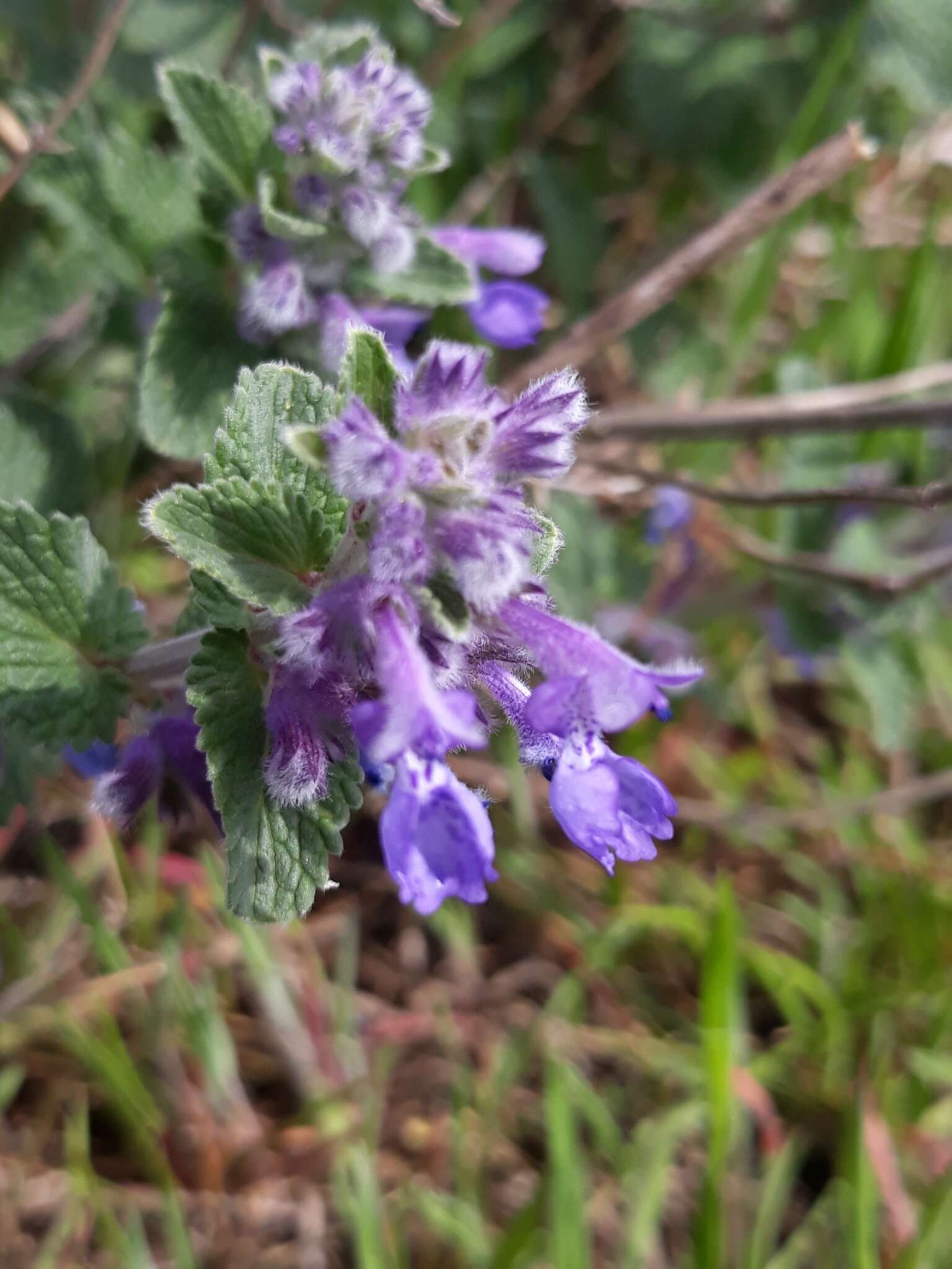 Image of Nepeta racemosa subsp. racemosa