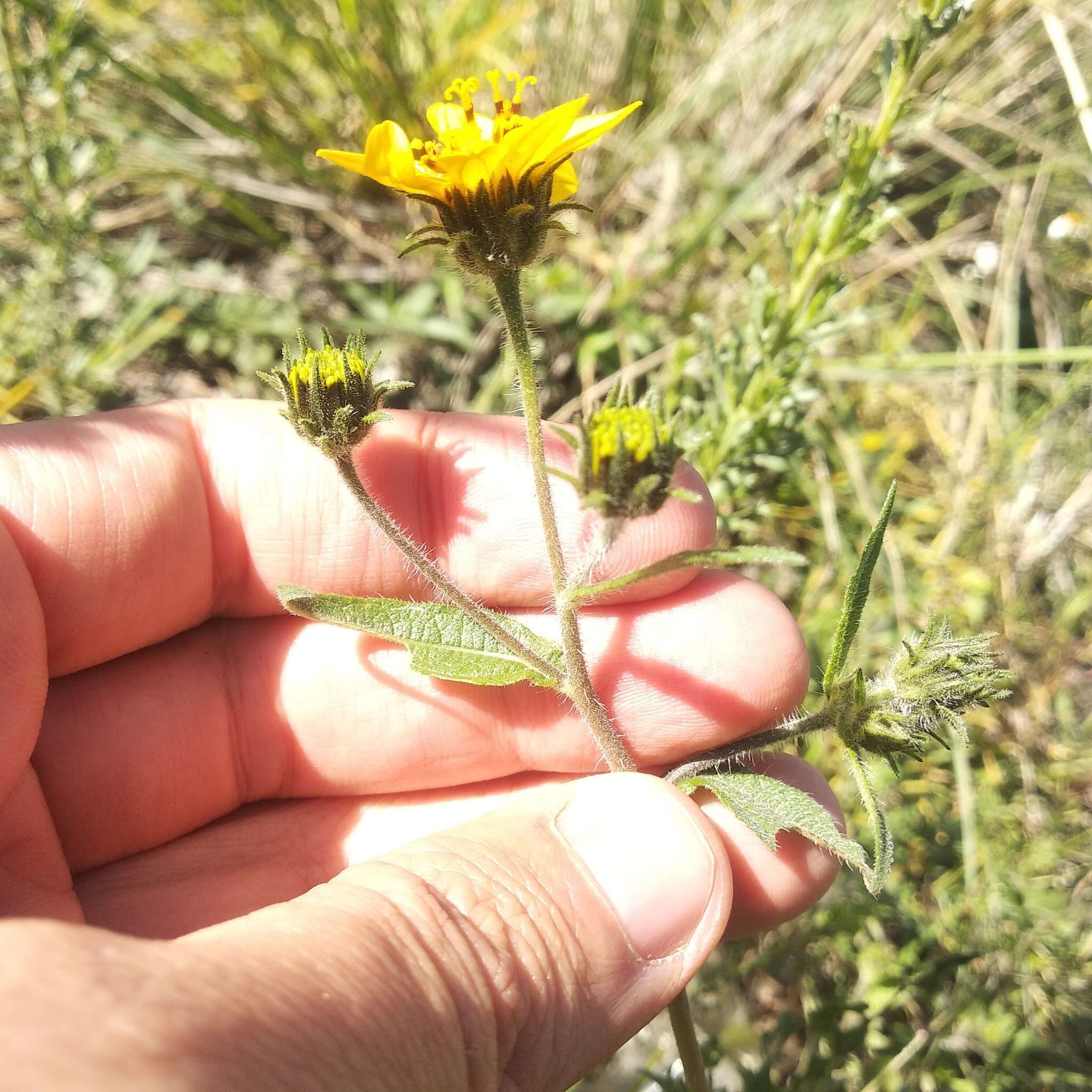 Image of Simsia amplexicaulis (Cav.) Pers.