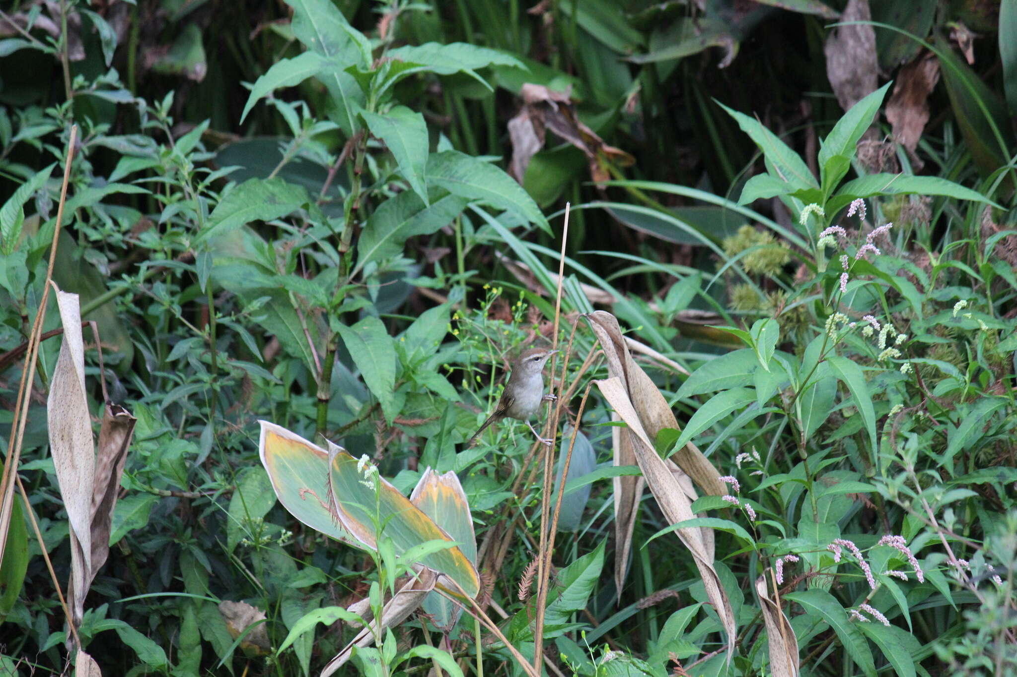 Image of Manchurian Bush Warbler