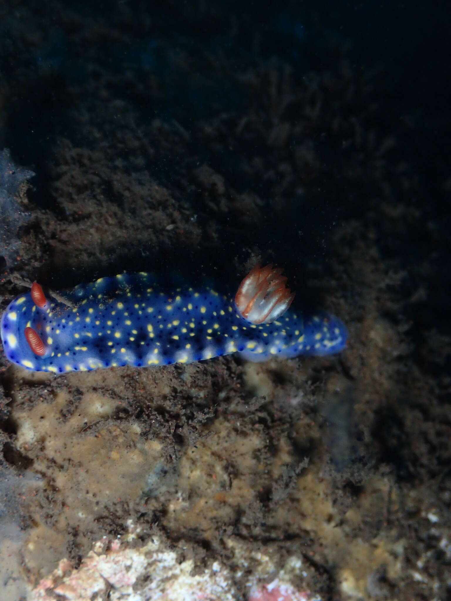 Image of Red gilled yellow spotted green slug