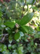 Image de Gaultheria insana (Molina) D. J. Middleton