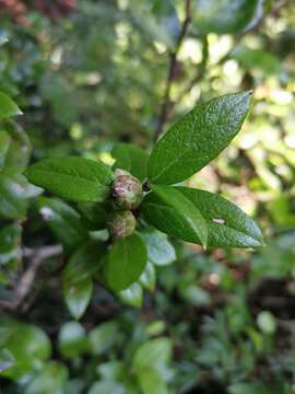 Image of Gaultheria insana (Molina) D. J. Middleton