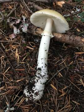 Слика од Amanita breckonii Thiers & Ammirati 1982